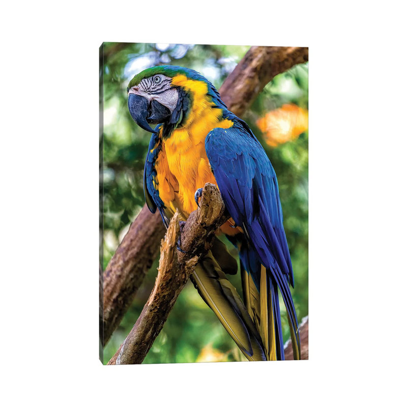 Macaw II by Glauco Meneghelli - Wrapped Canvas Print, 45.72cm H x 30.48cm W x 1.9cm D