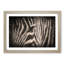 Eye of the Zebra in Abstract - Picture Frame Graphic Art Print-55726336-55726332