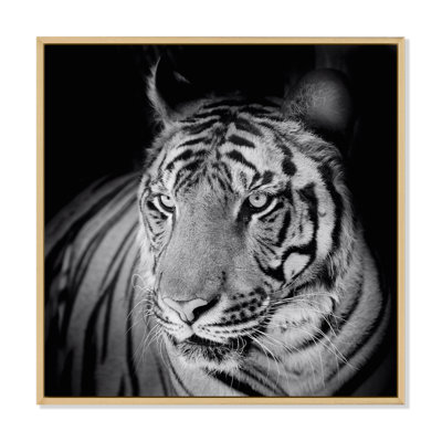 Impression monochrome sur toile, Portrait monochrome d'un tigre blanc VI