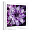 «Purple Bloom» par Eliezel, impression encadrée