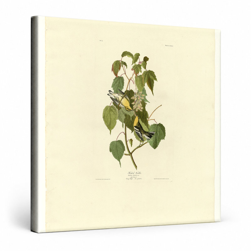 Pruche de la pruche (planche 134) - art mural carré sur toile, 16" W x 16" H