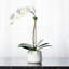 Orchid Floral Arrangements in Planter-1386111478