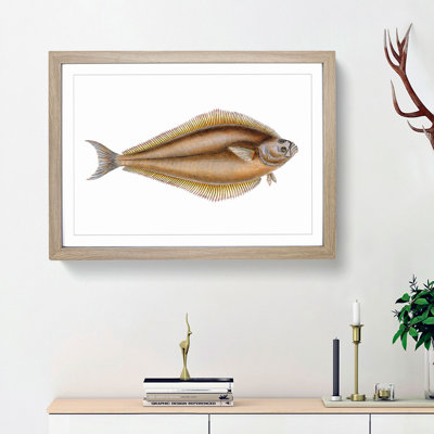 Atlantic Halibut Fish by Edward Donovan - Framed Print
