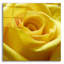 Epic Art «Yellow Rose» par Photoinc Studio, acrylique «Yellow Rose» par PhotoINC Studio-101768957