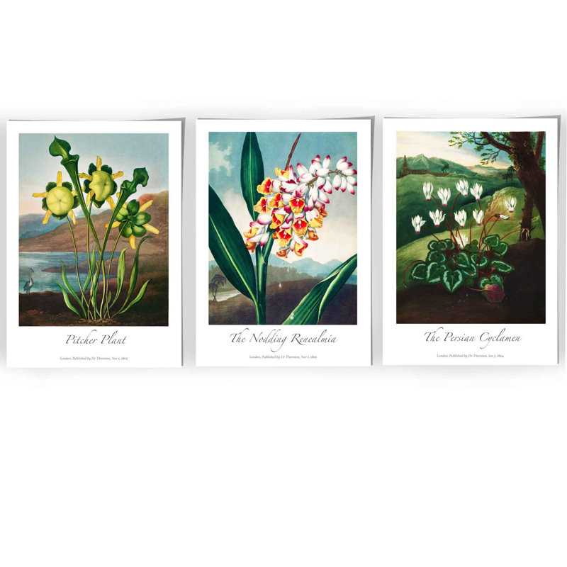 Vintage Botanical Medicinal Flowers by Robert John Thornton - 3 Piece No Frame Painting Set, 70cm H x 150cm W