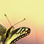Print on Canvas-23990853