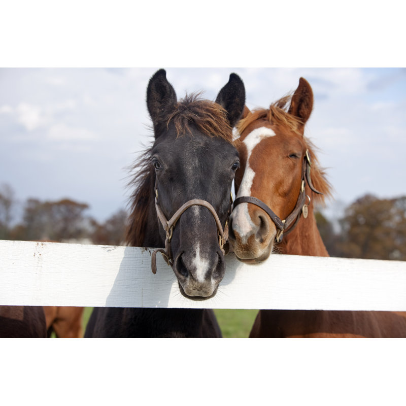 Playful Thoroughbred Racehorses - Wrapped Canvas Print, 51cm H x 76cm W x 3.8cm D