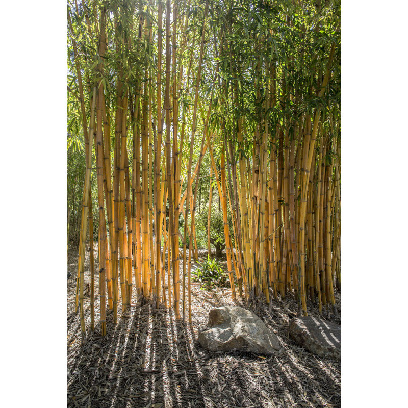 " Bamboo ", 18" H x 12" W