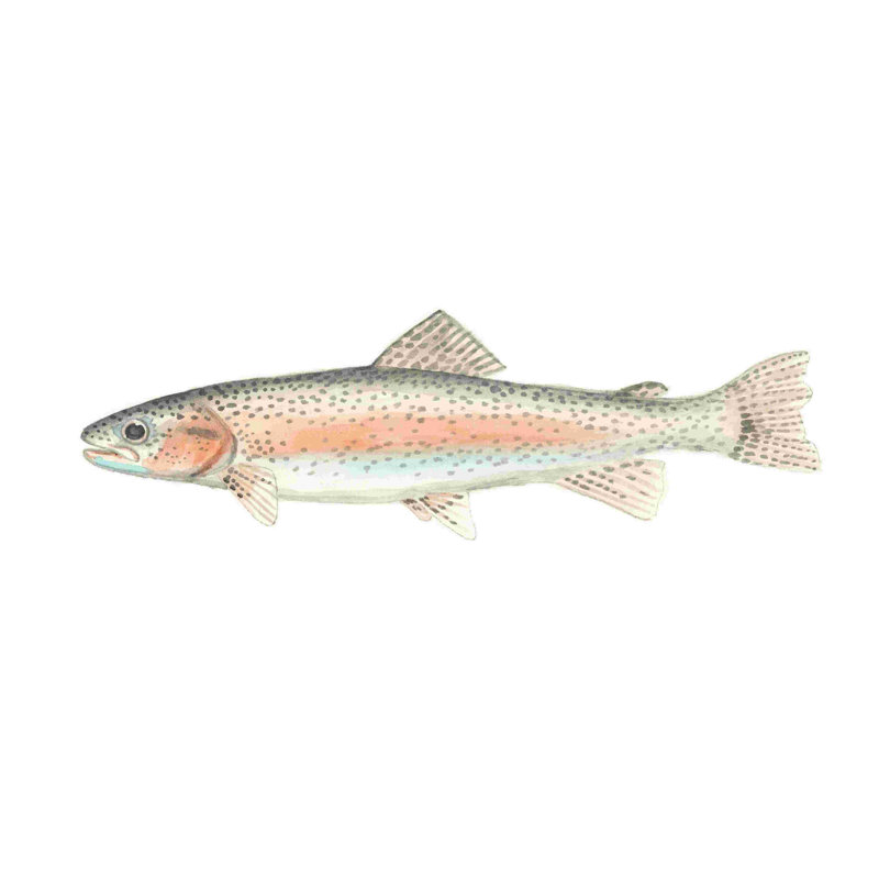 Aquarelle poisson de mer profond II, H 32 po x l 48 po