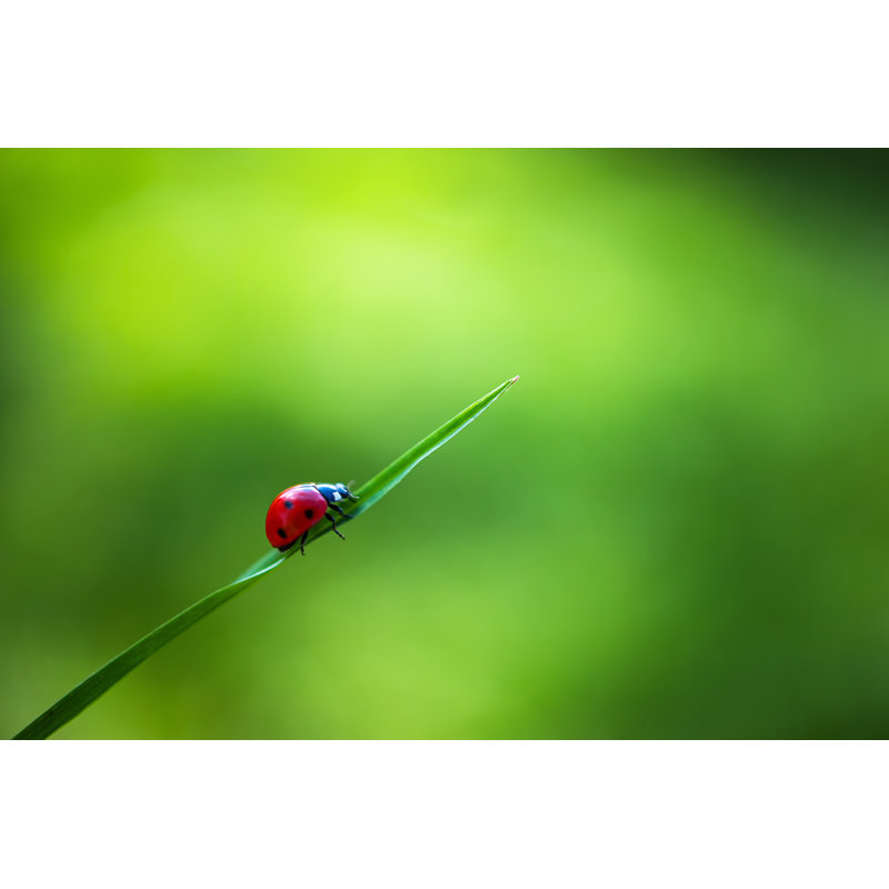 Shontelle Ladybug - Wrapped Canvas Print, 30cm H x 46cm W x 3.8cm D