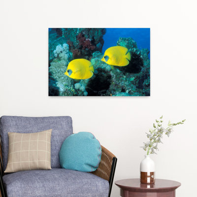 Butterfly Fish Red Sea Colorful Contemporary Butterfly Fish Architecture Art