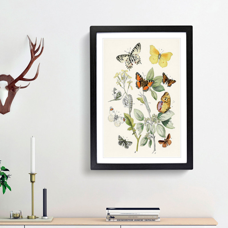 Caterpillars, Moths & Butterflies by W.F. Kirby - Picture Frame Graphic Art Print, Black Framed, 65cm H x 48cm W x 2cm D