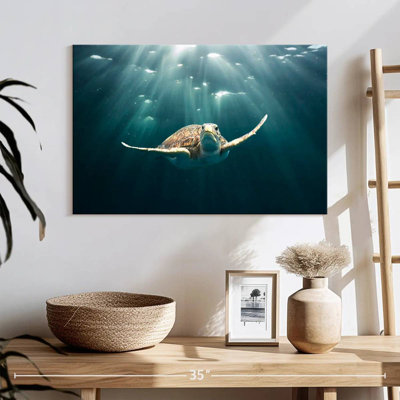 Brampt Red Sea Green Turtle