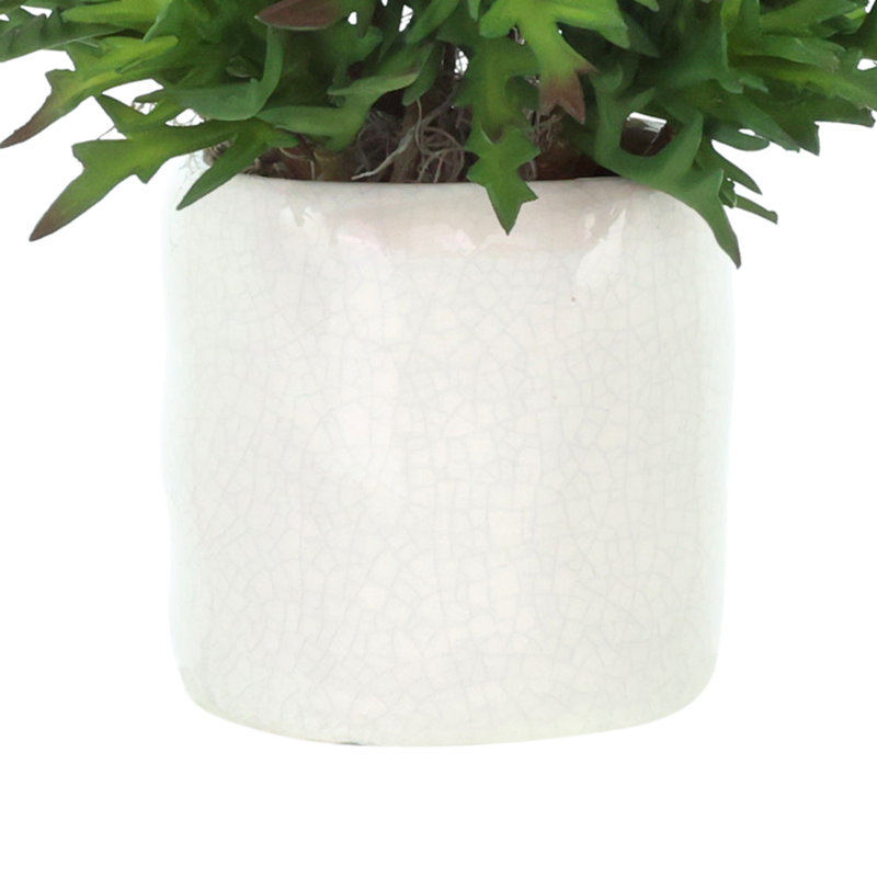 Plantes grasses dans un pot en céramique