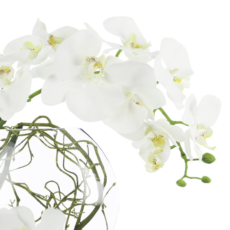 Orchid and Vine Arrangement in Glass Vase, White