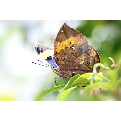 Franich Butterfly - Wrapped Canvas Print