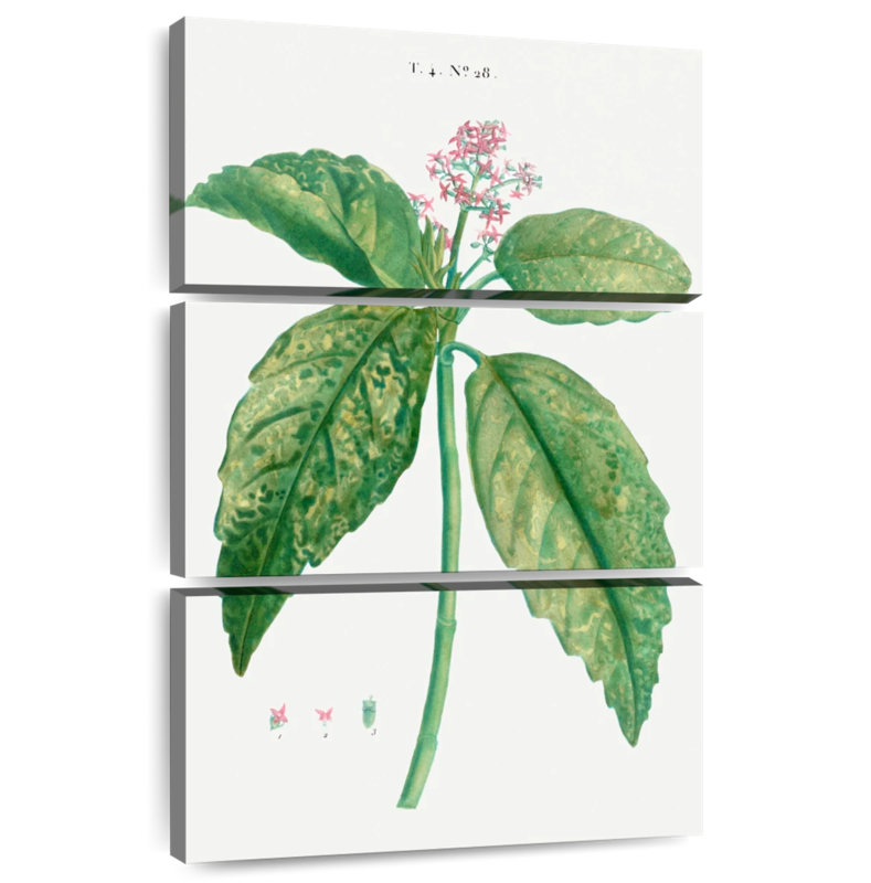 Harnek, laurier japonais, Aucuba Japonica, H 32 po x l 20 po