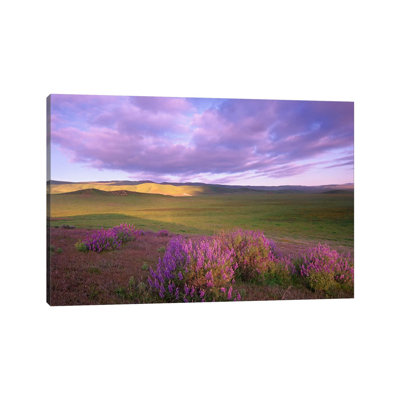 Large-Leaved Lupine In Bloom Overlooking Grassland, Carrizo Plain National Monument, California by Tim Fitzharris - Wrapped Canvas Print