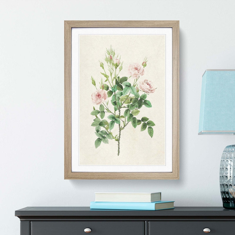 Pompon Roses by Pierre-Joseph Redoute - Picture Frame Painting Print, 48cm H x 36cm W x 2cm D, Oak Framed
