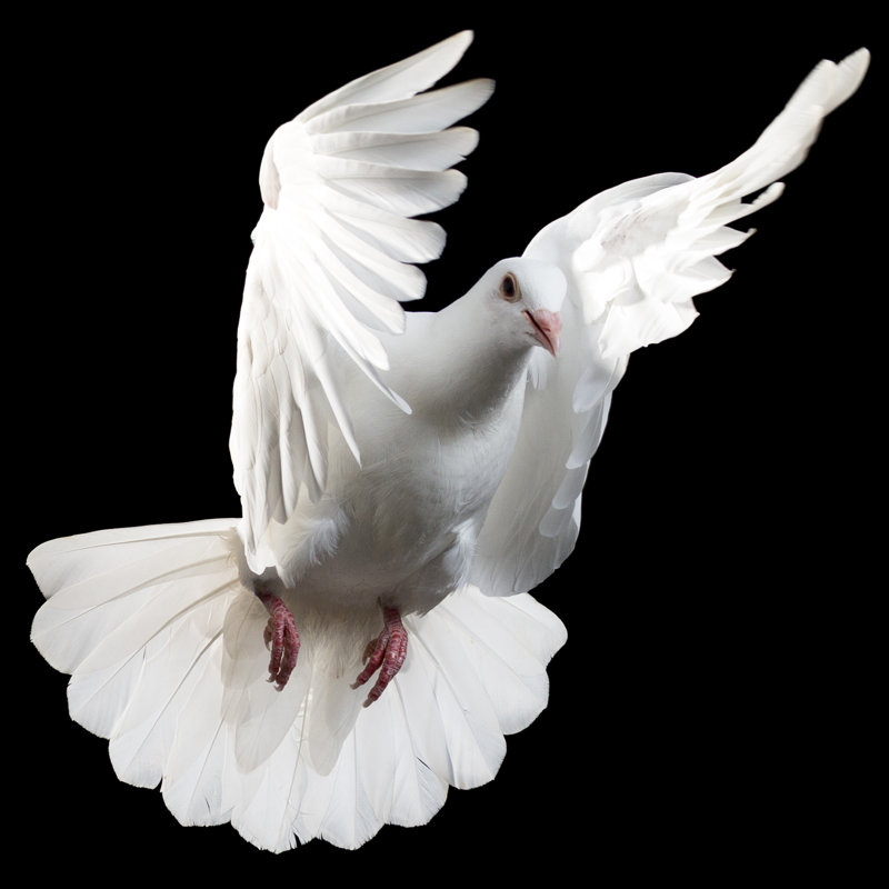 White Pigeon Isolated On Black by Proxyminder - No Frame Art Prints on Canvas, 76cm H x 76cm W