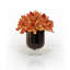 Cymbidium Orchid Open In A Glass