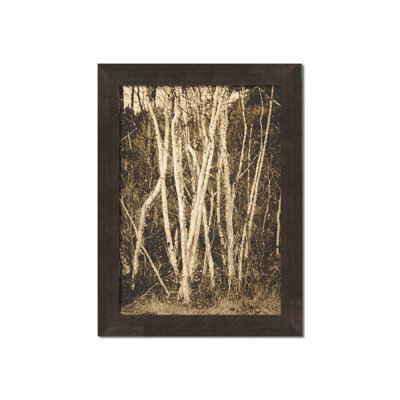 Bouleau d'automne par Hal Halli