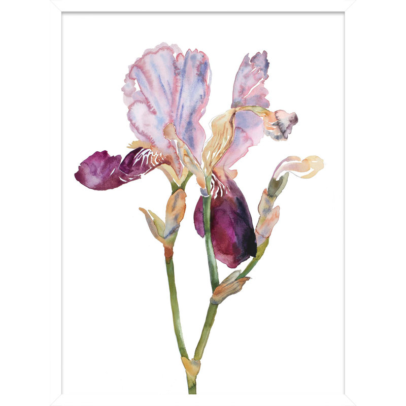 Iris No. 198 Print by Elizabeth Becker