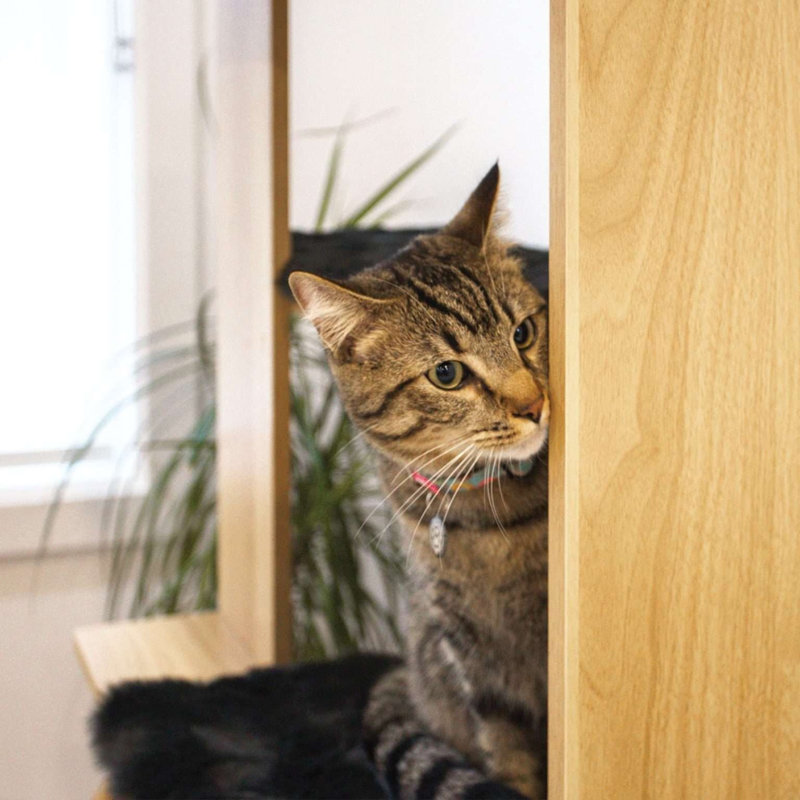 Calit Cat Tree, Oak, Tan