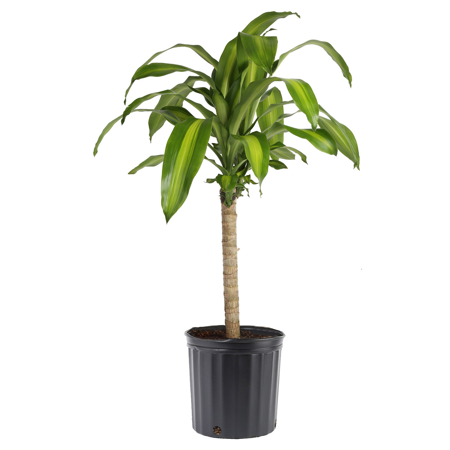 Costa Farms Indoor Dracaena Fragrans Mass Cane House Plant in 10inch