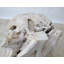 Teak Root Sculpture