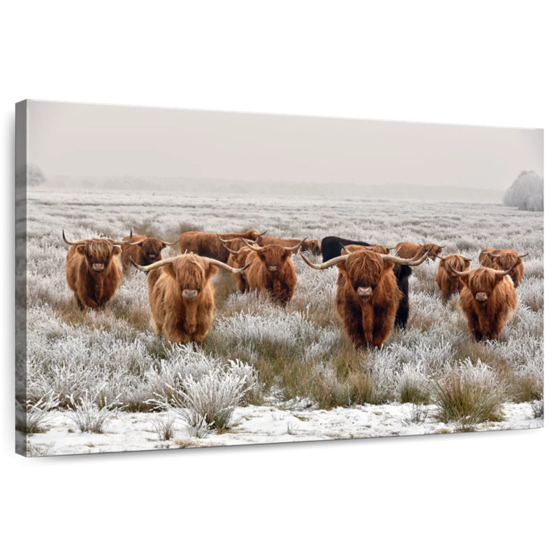 Winter Highland Cows, 34" H x 51" W