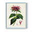 Reproduction encadrée de floral antique I - bois massif-912004495-912004481
