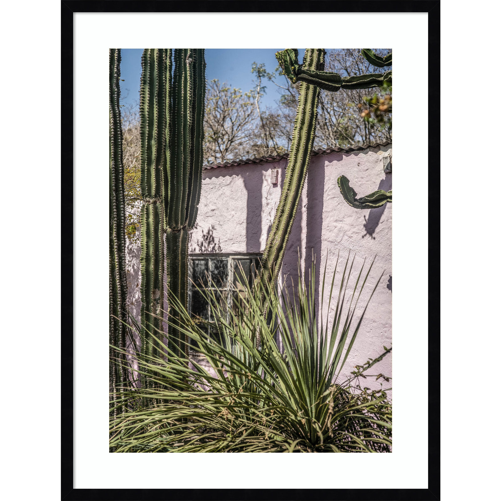 Plants On Pink by Shot by Clint Wood Framed Wall Art Print, Black, 33" H x 25" W