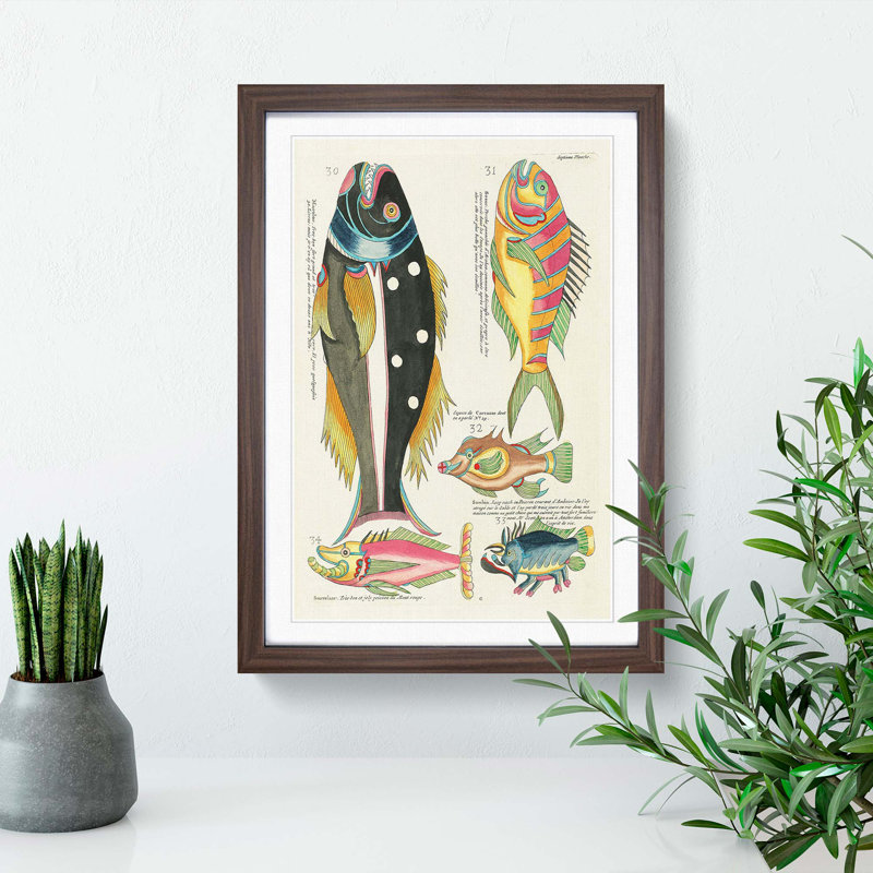 East Indies Fish Illustrations Septieme by Louis Renard - Picture Frame Graphic Art Print, 48cm H x 36cm W x 2cm D