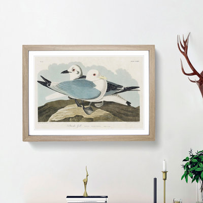 Two Kittiwake Gulls by John James Audubon - Framed Print