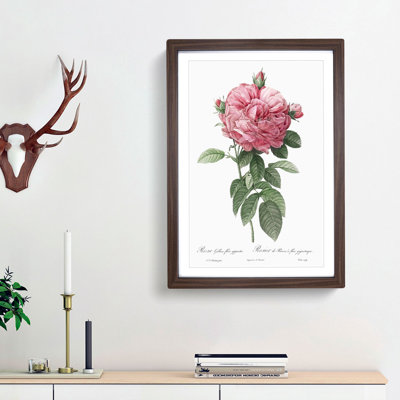 Giant French Rose in Pink by Pierre-Joseph Redoute - Picture Frame Painting Print on MDF
