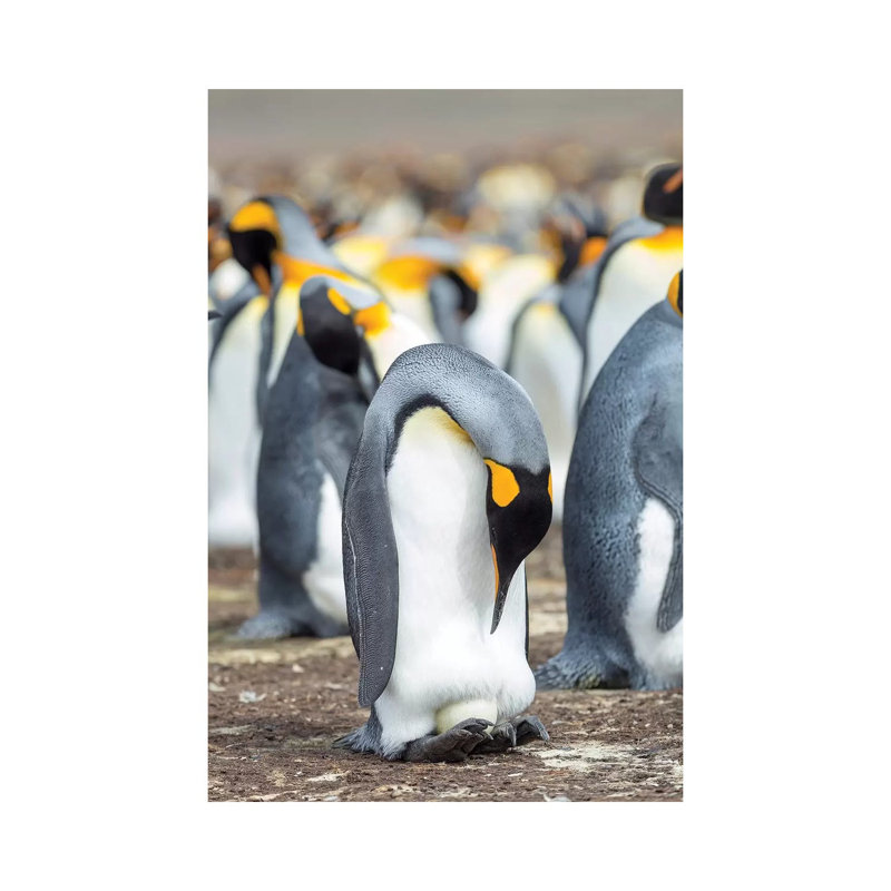 Egg Being Incubated By Adult While Balancing On Feet. King Penguin On Falkland Islands. by Martin Zwick - Wrapped Canvas Print