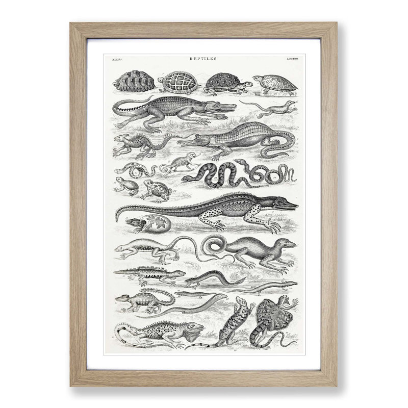 Study of Reptiles by Oliver Goldsmith - Picture Frame Drawing Print, 65cm H x 48cm W x 2cm D, Oak Framed