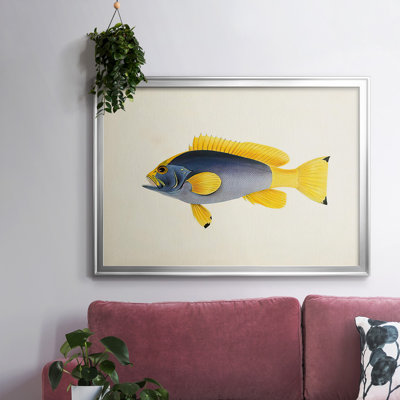 " Tropical Fish Collection V "