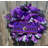 22'' Wreath