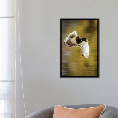 « mallard flight i », reproduction de photo sur toile