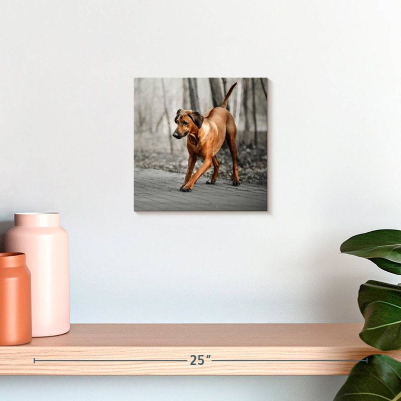 Brampt Rhodesian Ridgeback Puppy, 10" H x 10" W