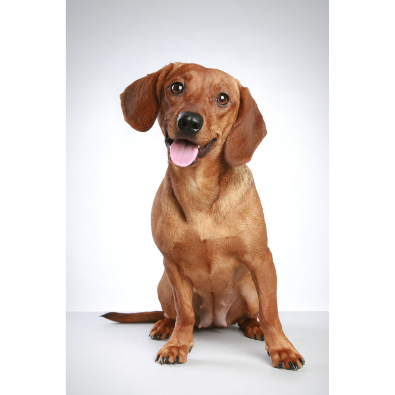 Dachshund Puppy - Photographie sur toile tendue, H 12 po x l 8 po x P 1,25 po