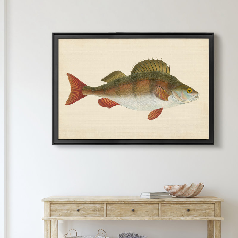 " Donovan Antique Fish I ", 26.5" H x 36.5" W x 1.5" D, Black
