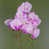 Pink/White selected