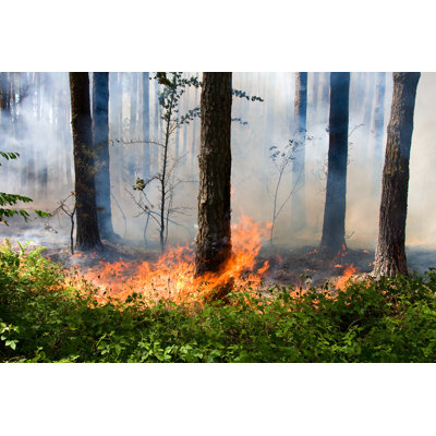 " Forest Fire " by Intek