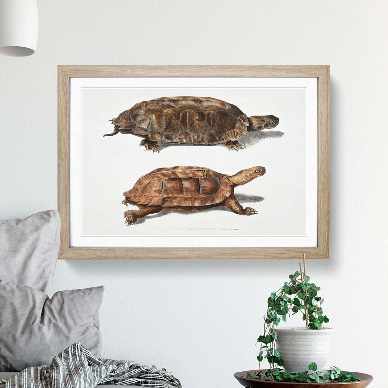 Two Terrapins by John Edward Gray - Picture Frame Painting Print, Oak Framed, 36cm H x 48cm W x 2cm D