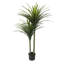59,06 po Dracaena