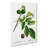 English Walnut Tree by Pierre-Joseph Redoute - Wrapped Canvas Painting-55370904