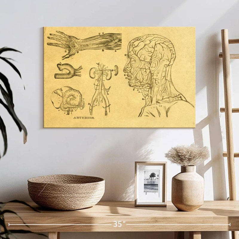 Alcaraz Human Arteries Sketch, 16" H x 24" W